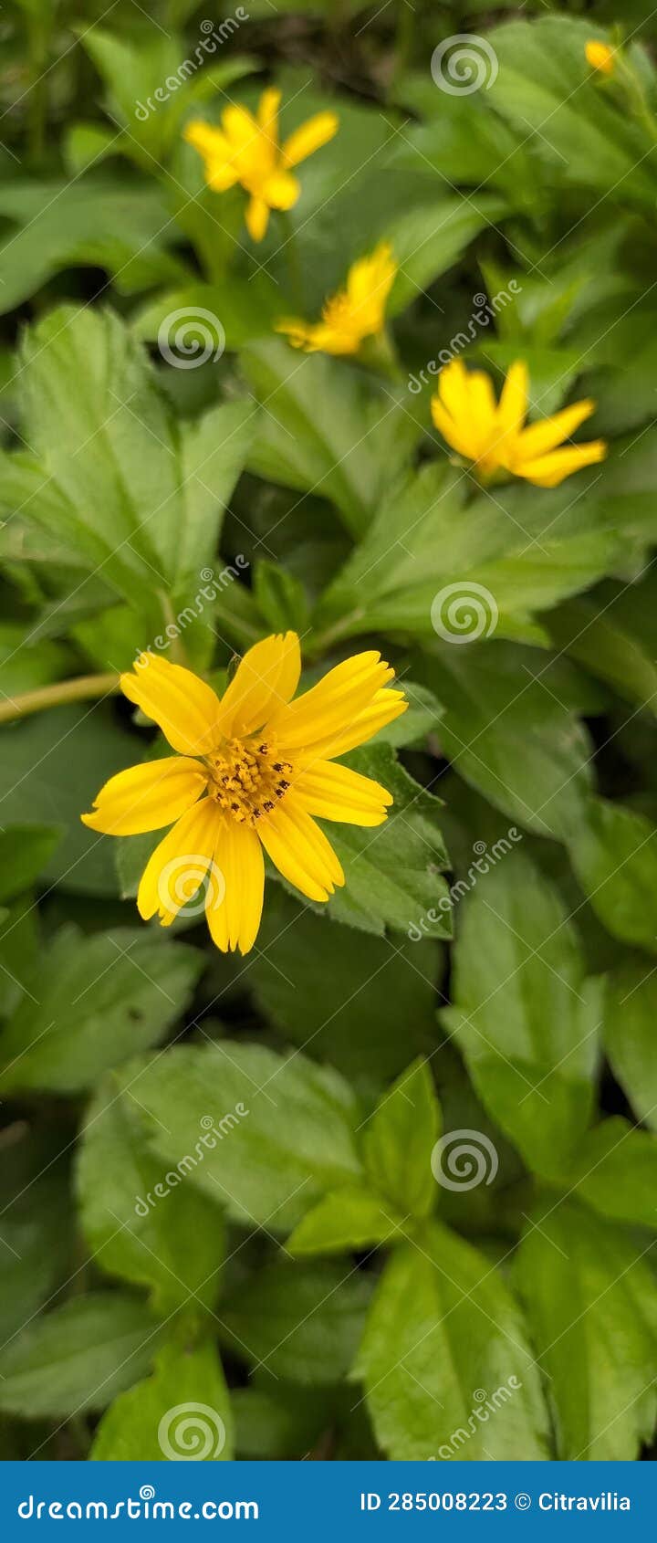Close Up of a Bunch of Brightly Colored Flowers with Weeds Around Stock