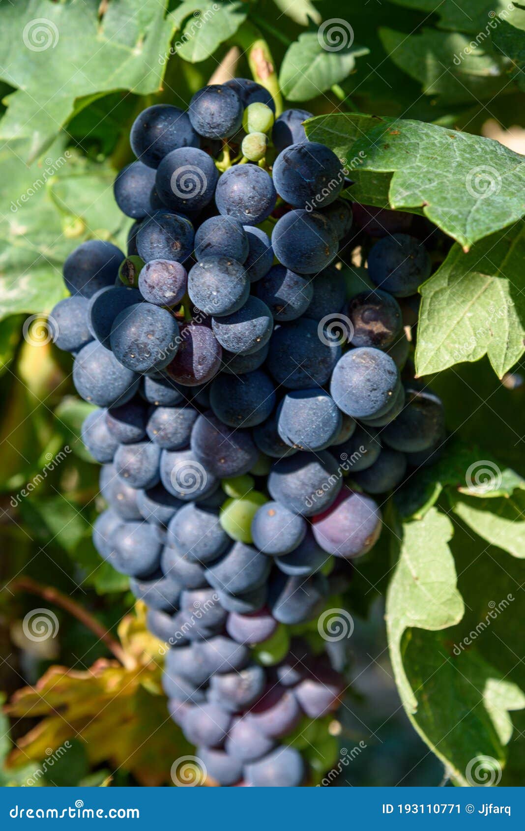close-up of bunch of grapes of red tempranillo grapes