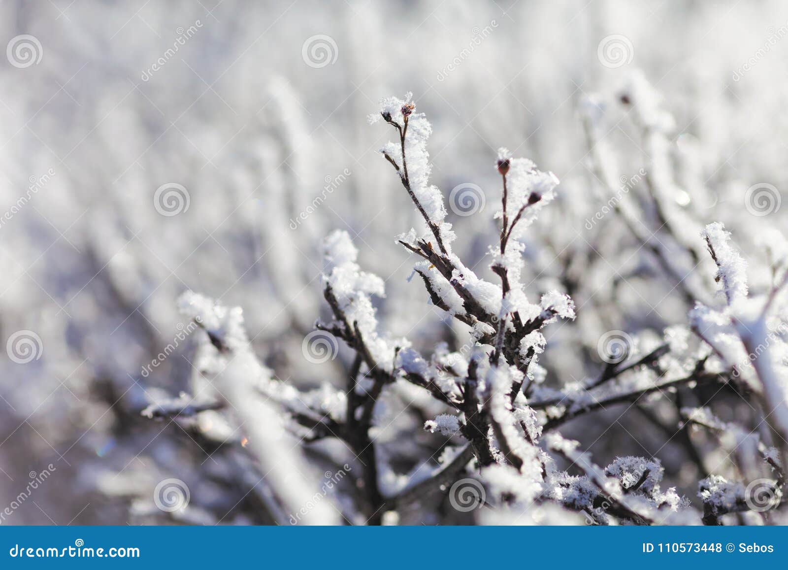 Close Up of Bush Branches Under the Cap of Snow. Tinted Photo. Stock ...