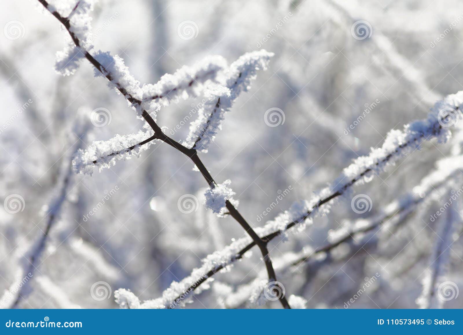 Close Up of Bush Branches Under the Cap of Snow. Tinted Photo. Stock ...
