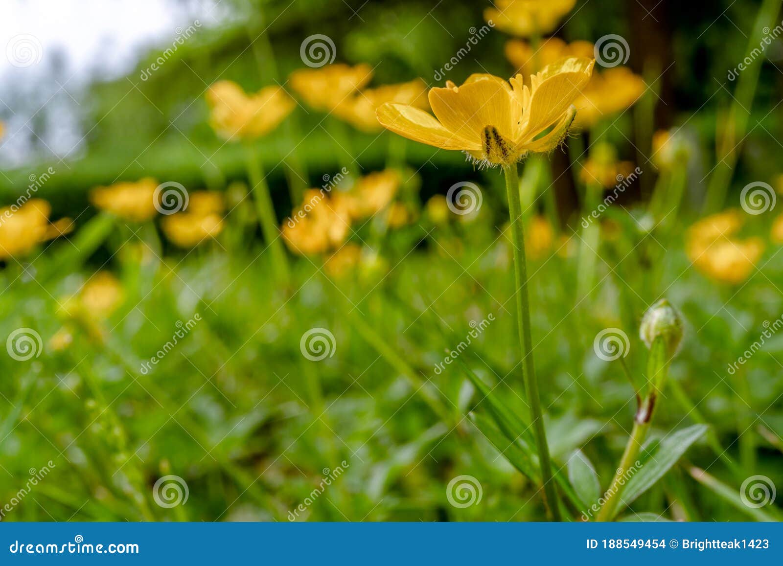 Close Up of Buttercup Flowers,Ranunculus Repens,creeping Buttercup