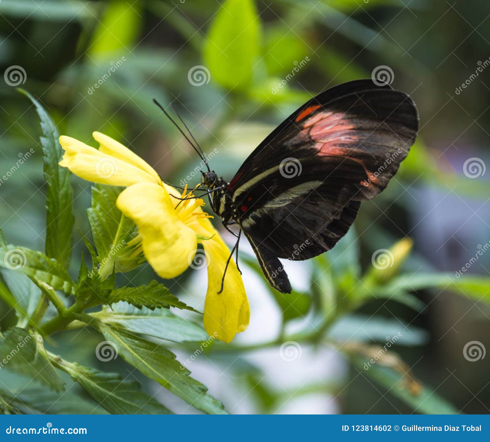 Closeup of a Butterfly Taking Pollen. Stock Photo Image of