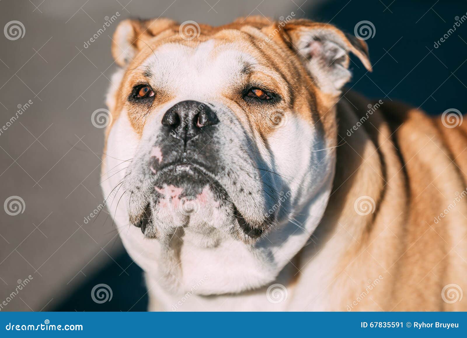 close up of ca de bou or perro de presa mallorquin, molossian do