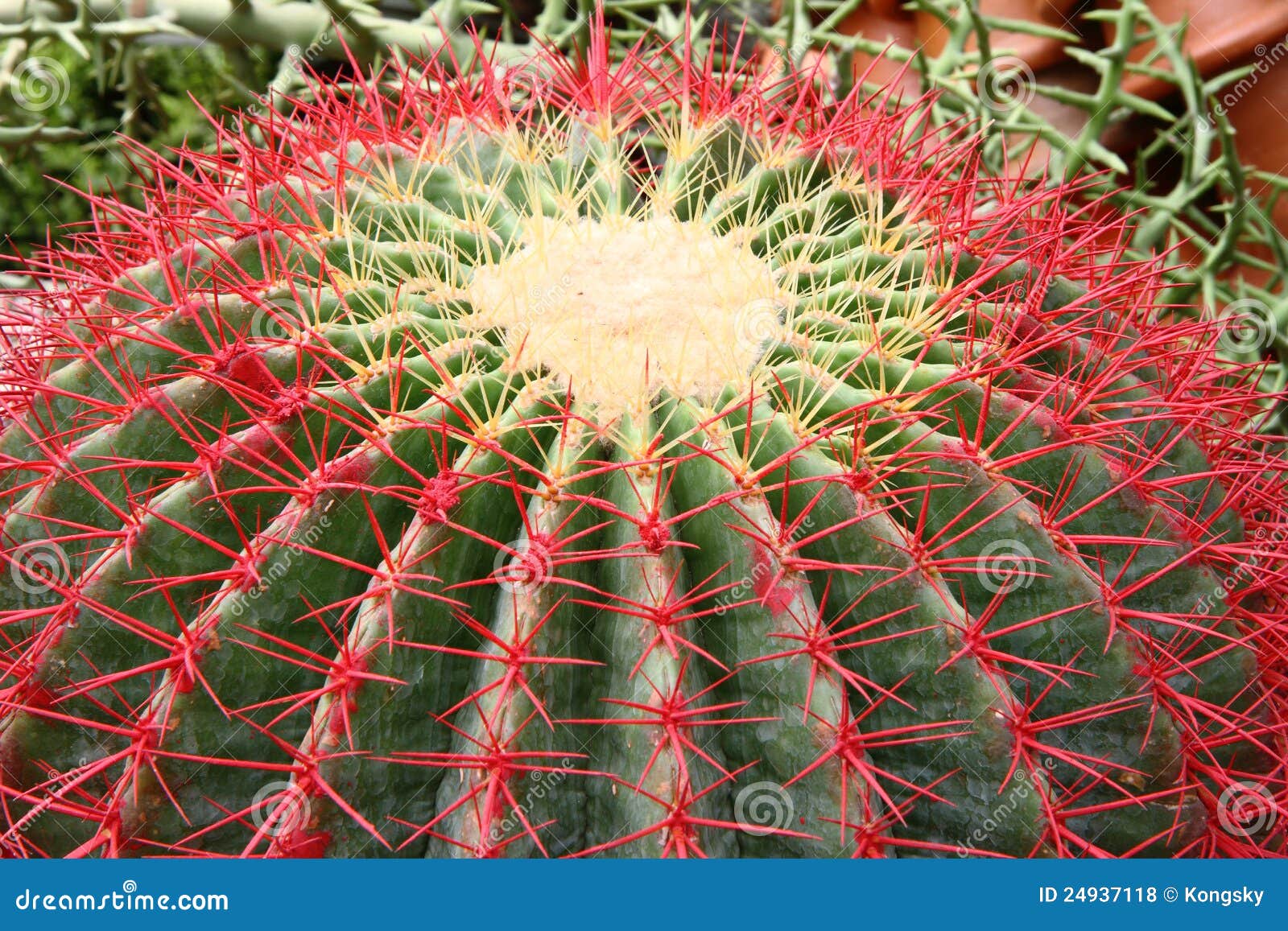 2.963 Ilustrações de Cactus - Getty Images