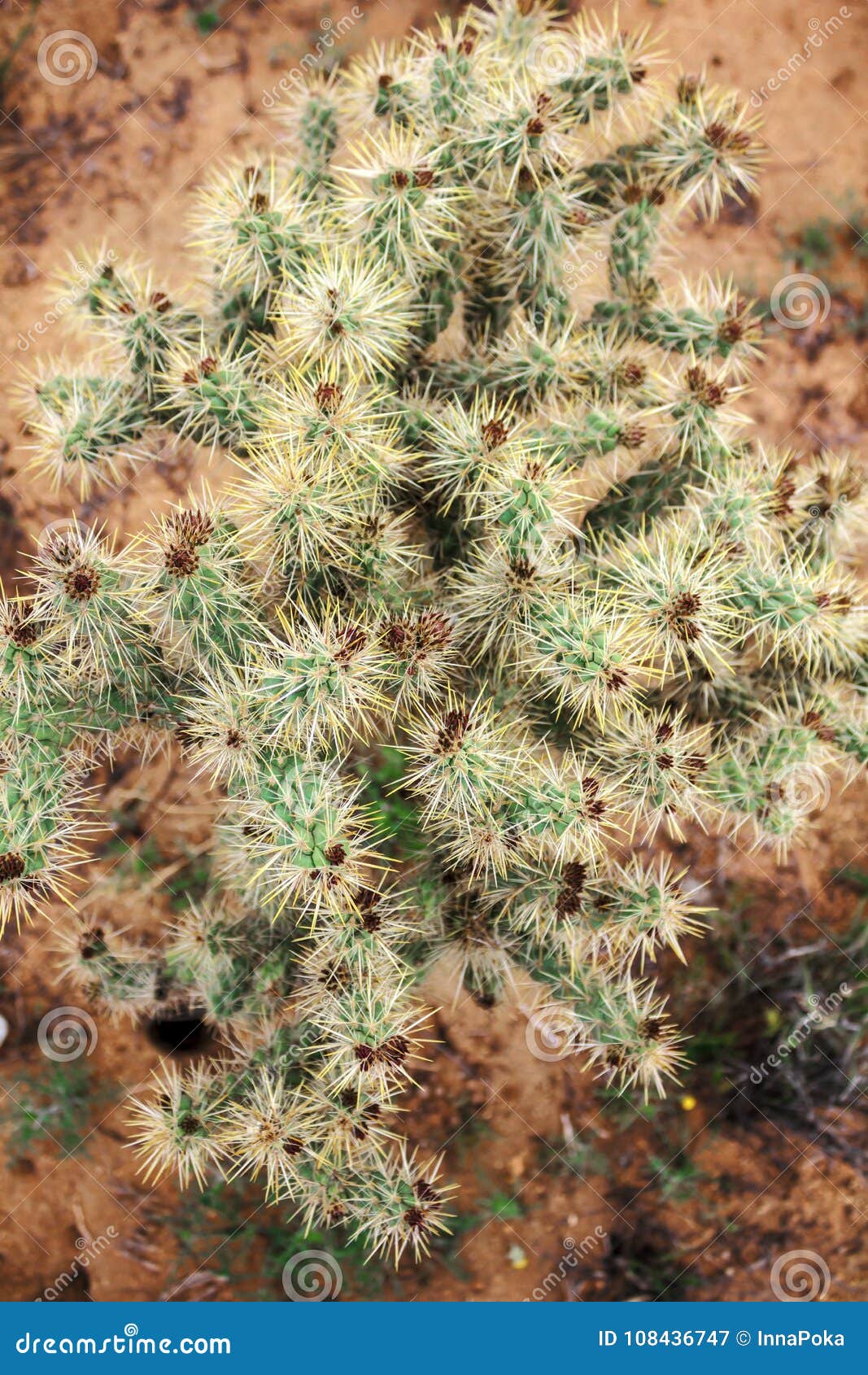 close up on cactus in cholla cactus garden, joshua tree national park, usa.