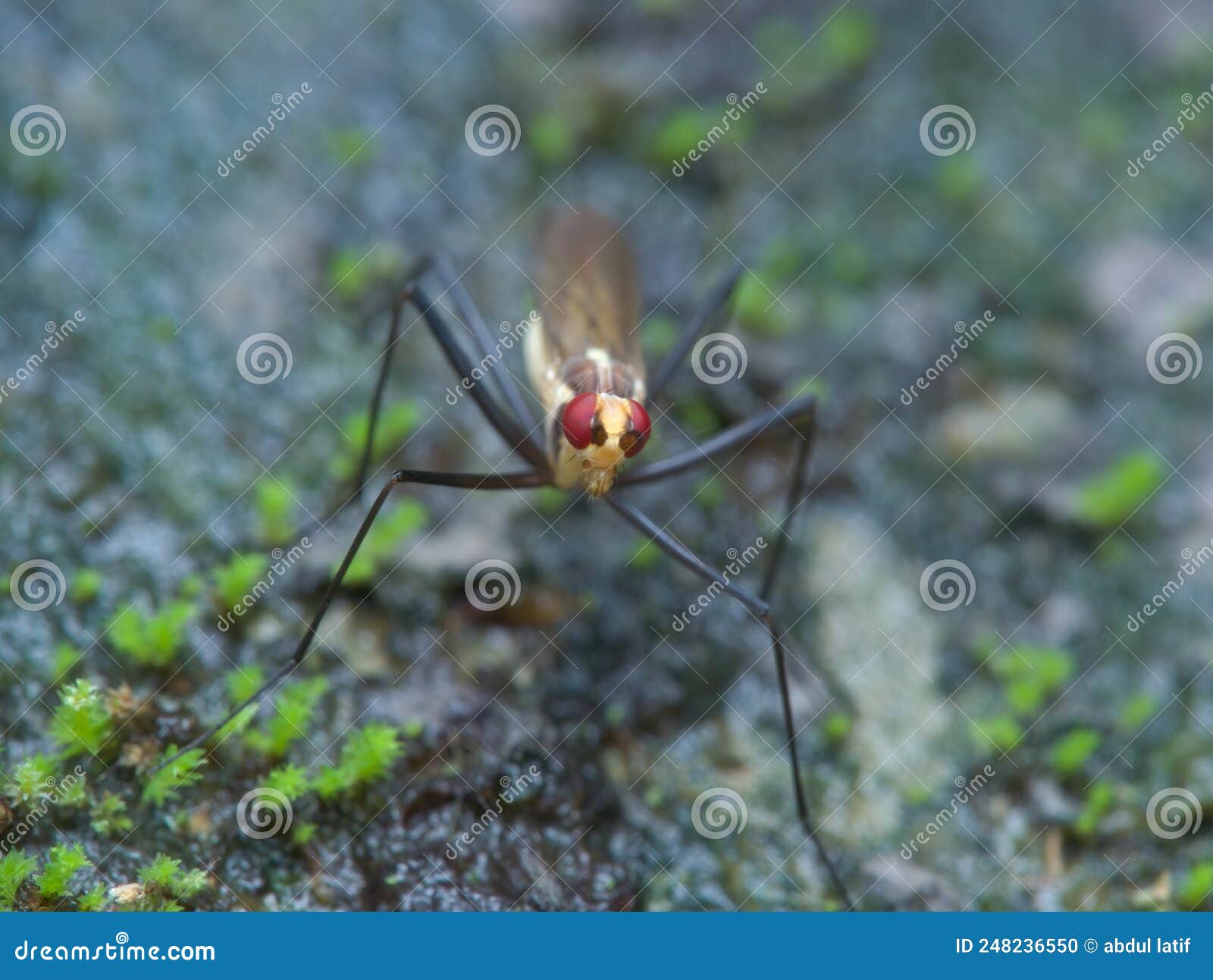 Close Up Cactus Flies on the Mossy Ground Stock Photo Image of macro