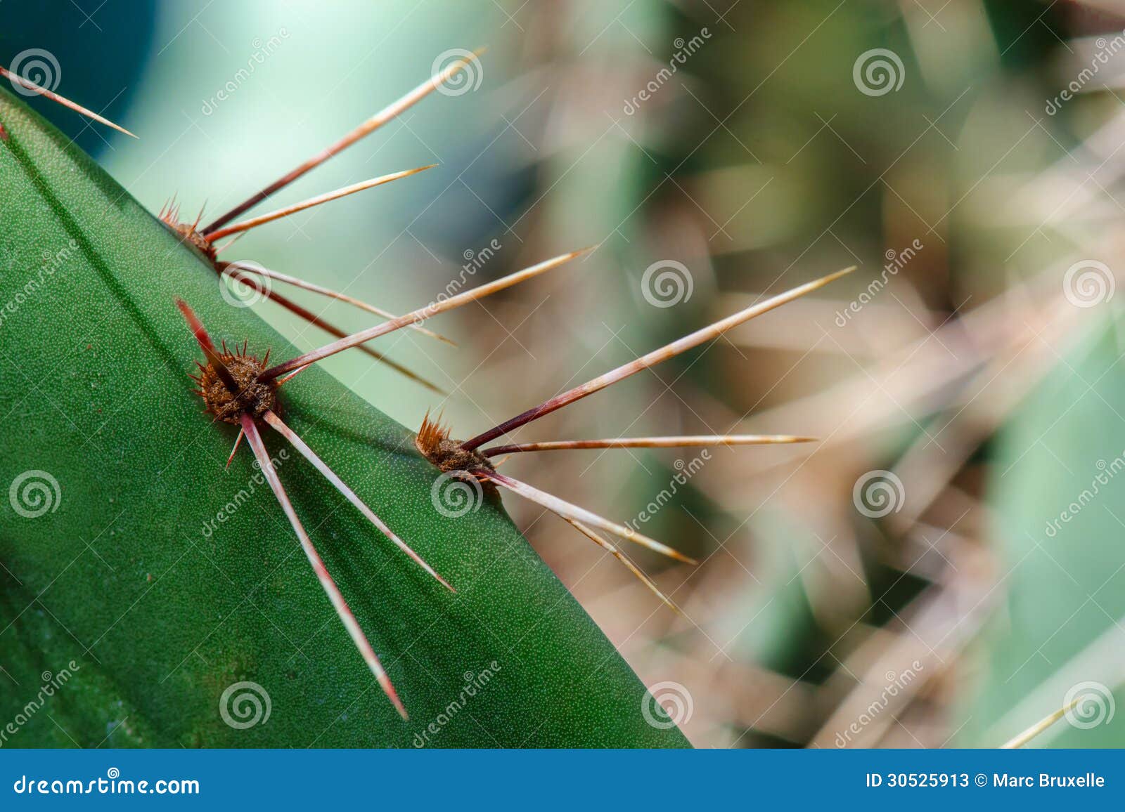 Closeup of cactus needles stock image. Image of ficusindica 30525913