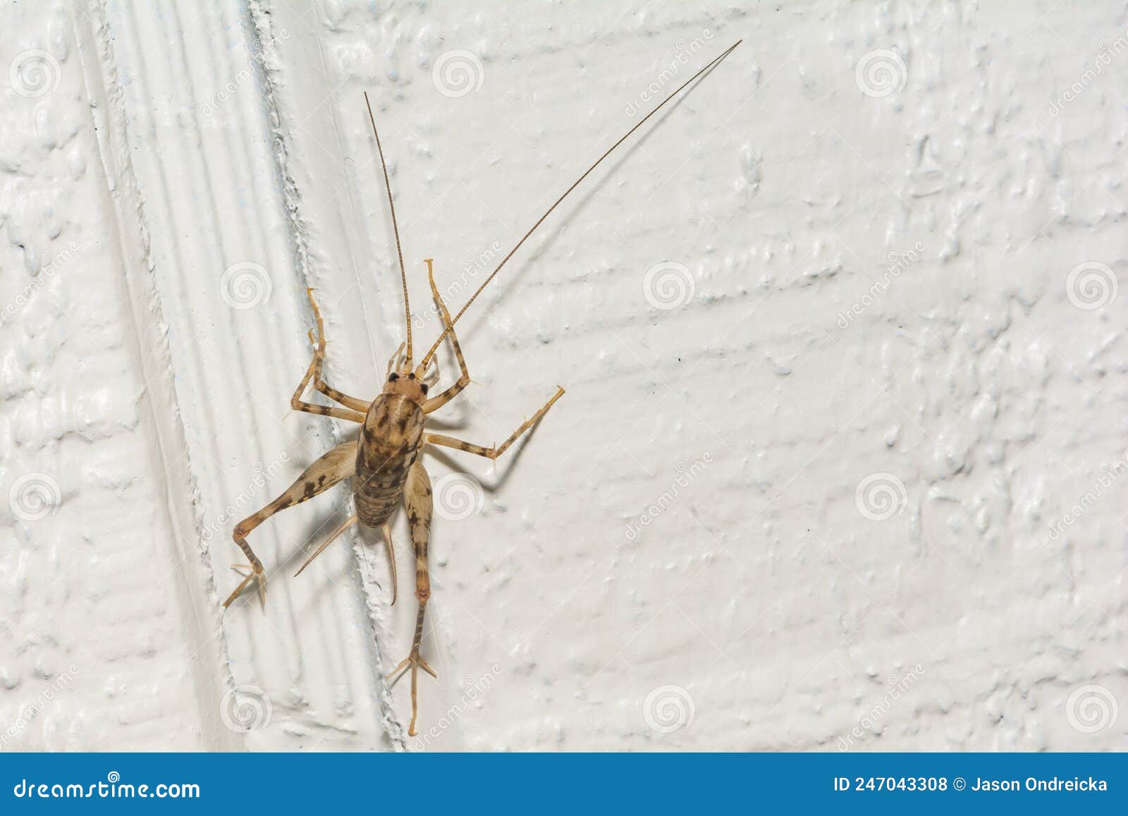 giant cave cricket