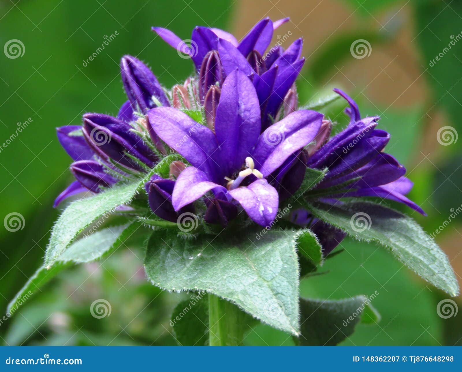 close up of campanula glomerata `superba` flower. blue garden flowers with green leaves.
