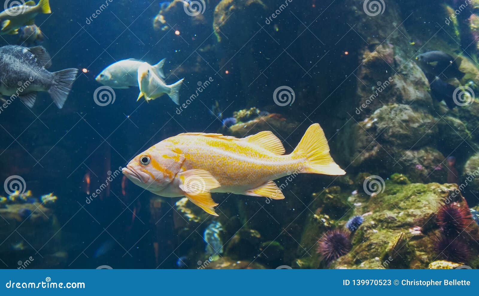 Close Up of a Canary Rockfish in a Large Aquarium Stock Image Image of aquarium, fish 139970523
