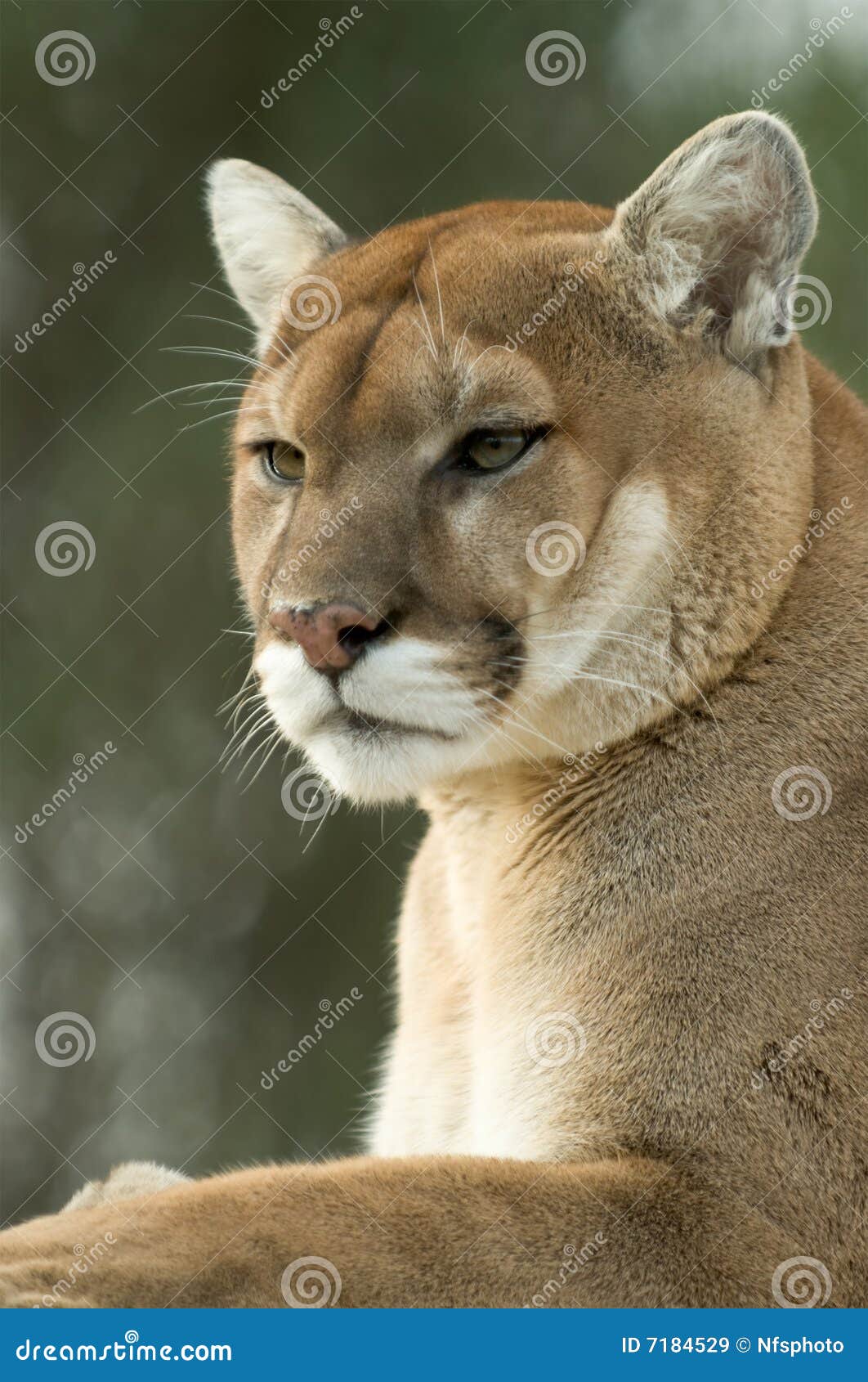 close-up of captive cougar / puma / mountain lion