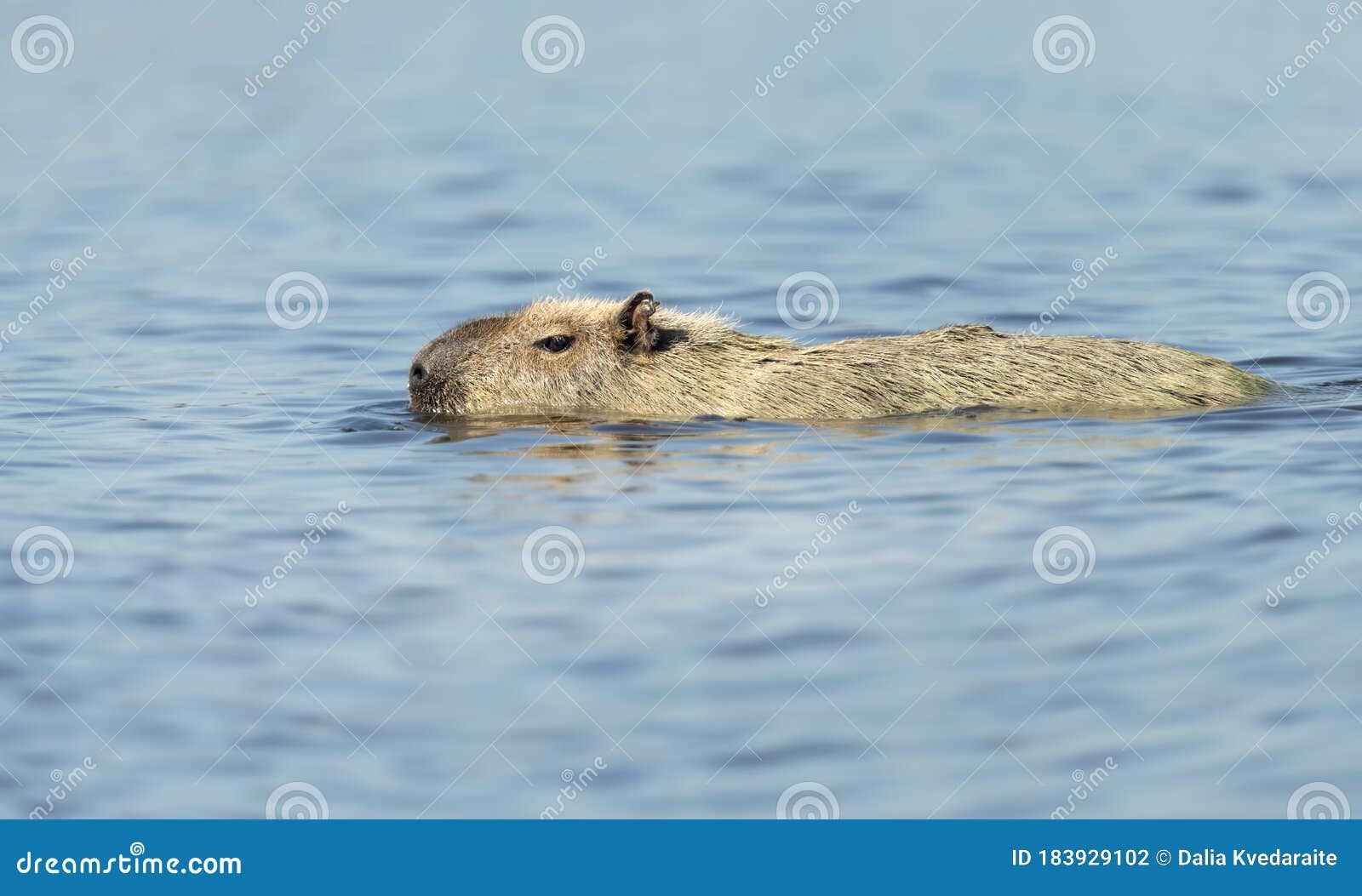 Close Up of a Capybara Swimming in a River Stock Photo - Image of daytime,  hydrochaeris: 183929102
