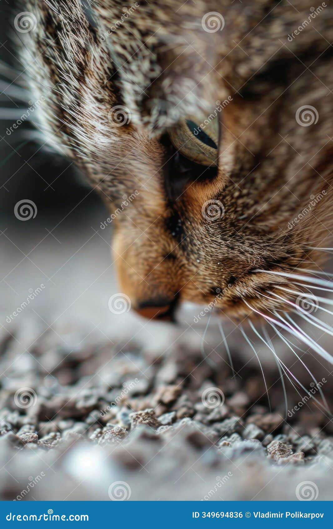 close up of a cat's face on the ground, suitable for pet or animal related projects
