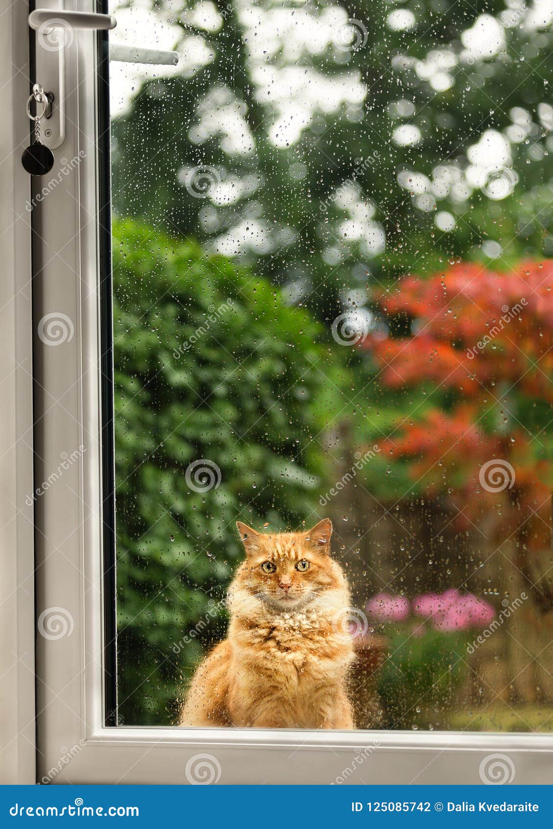 close up of a cat waiting longingly at the door on a rainy day