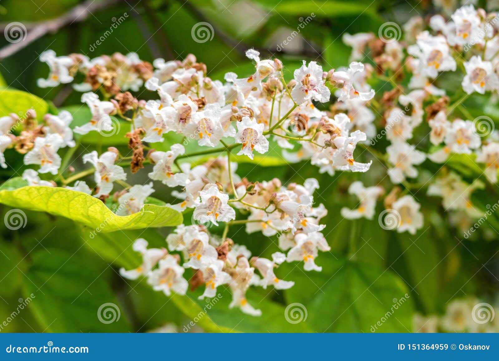 close up blooming catalpa bignonioides tree with white flowers