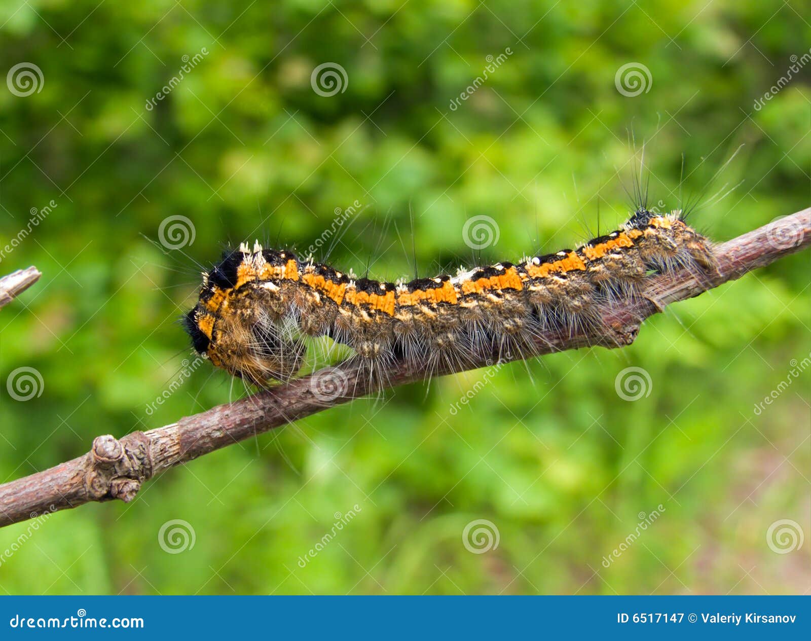Closeup of Caterpillar 5 stock image. Image of cocoon 6517147