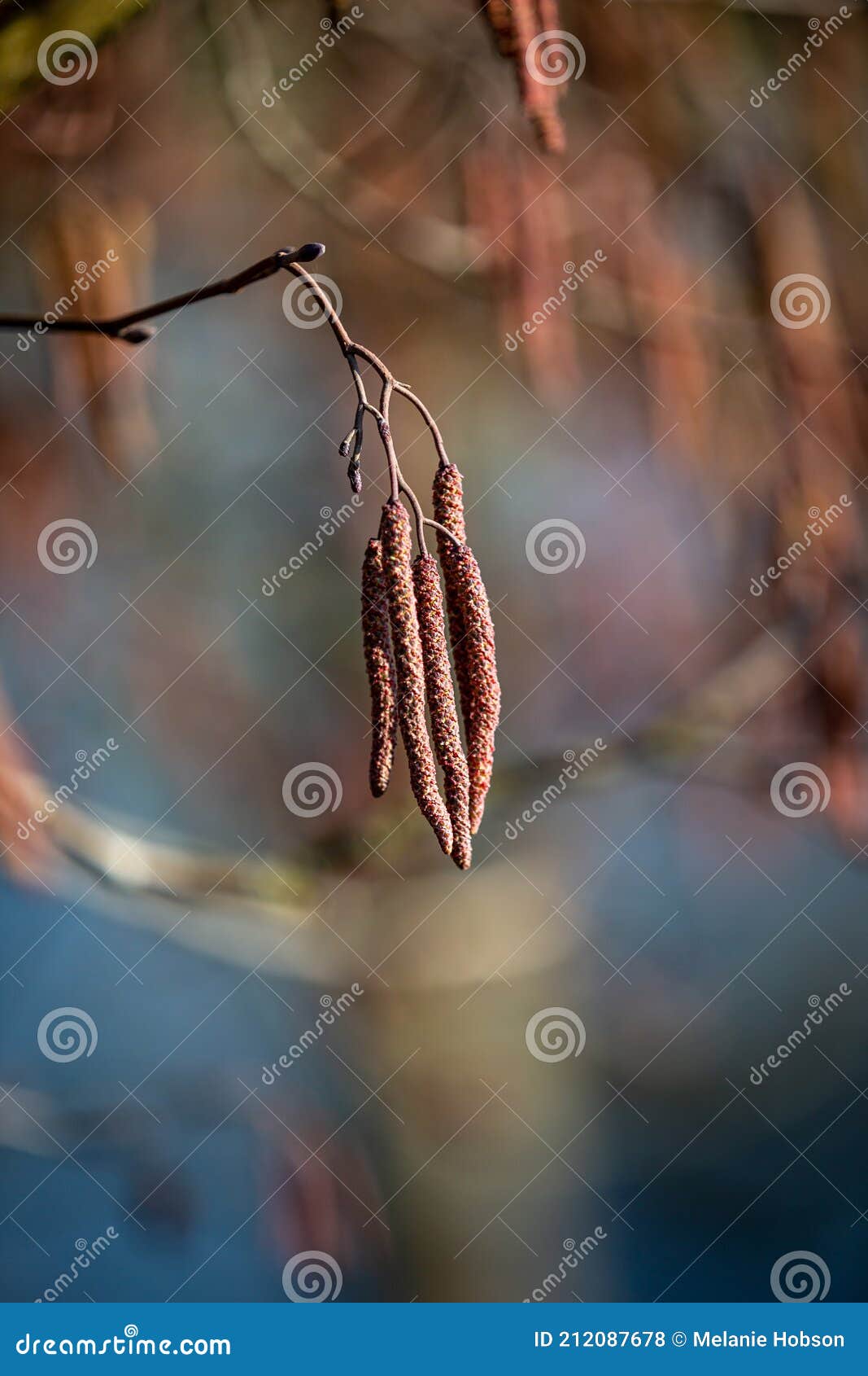 A Close Up of Catkins on an Alder Tree, with a Shallow Depth of Field