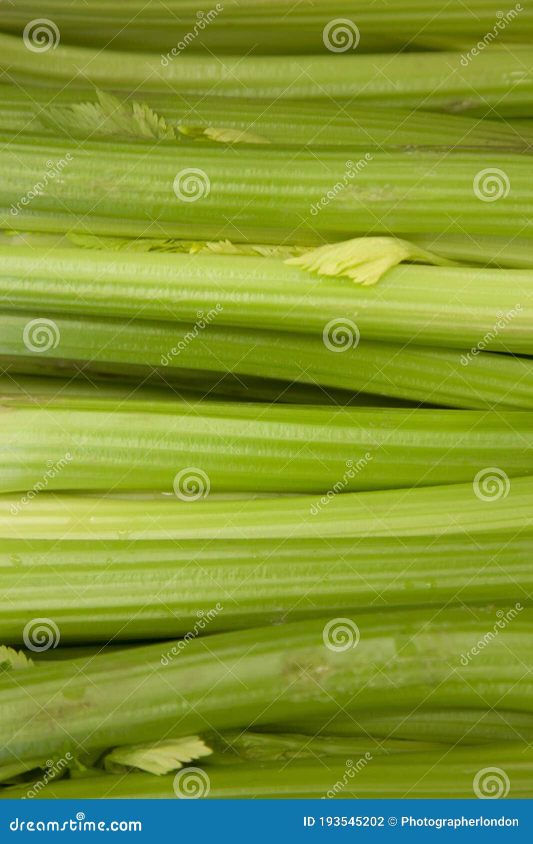 Close up of celery sticks stock photo. Image of meal 193545202