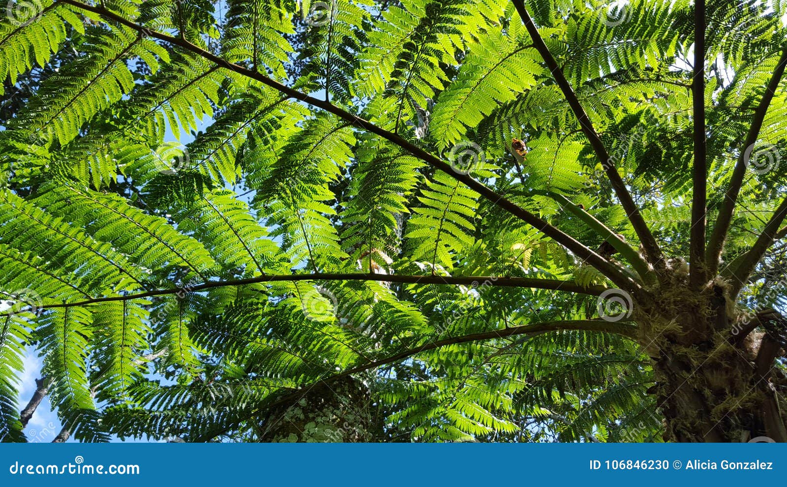 tree ferns detail, cyatheales