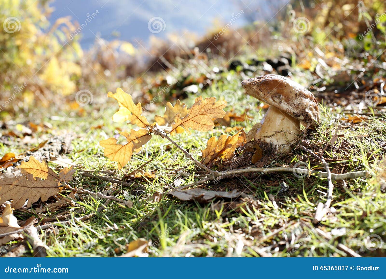 close-up of ceps in forest