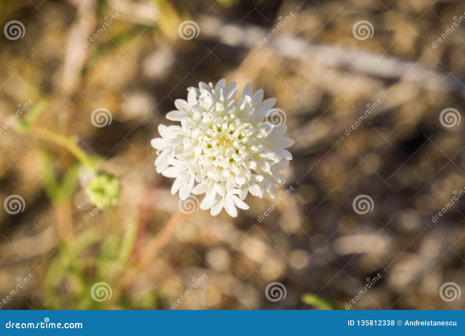 close up of chaenactis fremontii (fremont's pincushion or desert pincushion) wildflower, anza borrego desert state park,