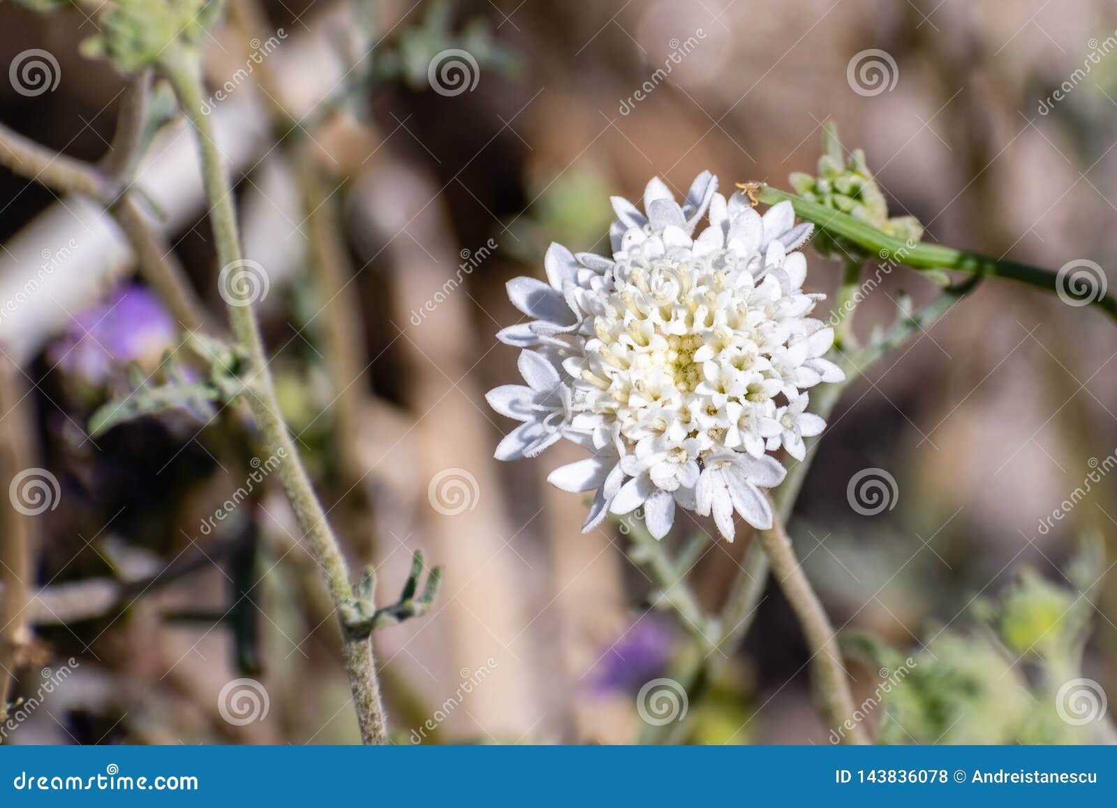 close up of chaenactis fremontii fremont`s pincushion or desert pincushion wildflower, anza borrego desert state park,