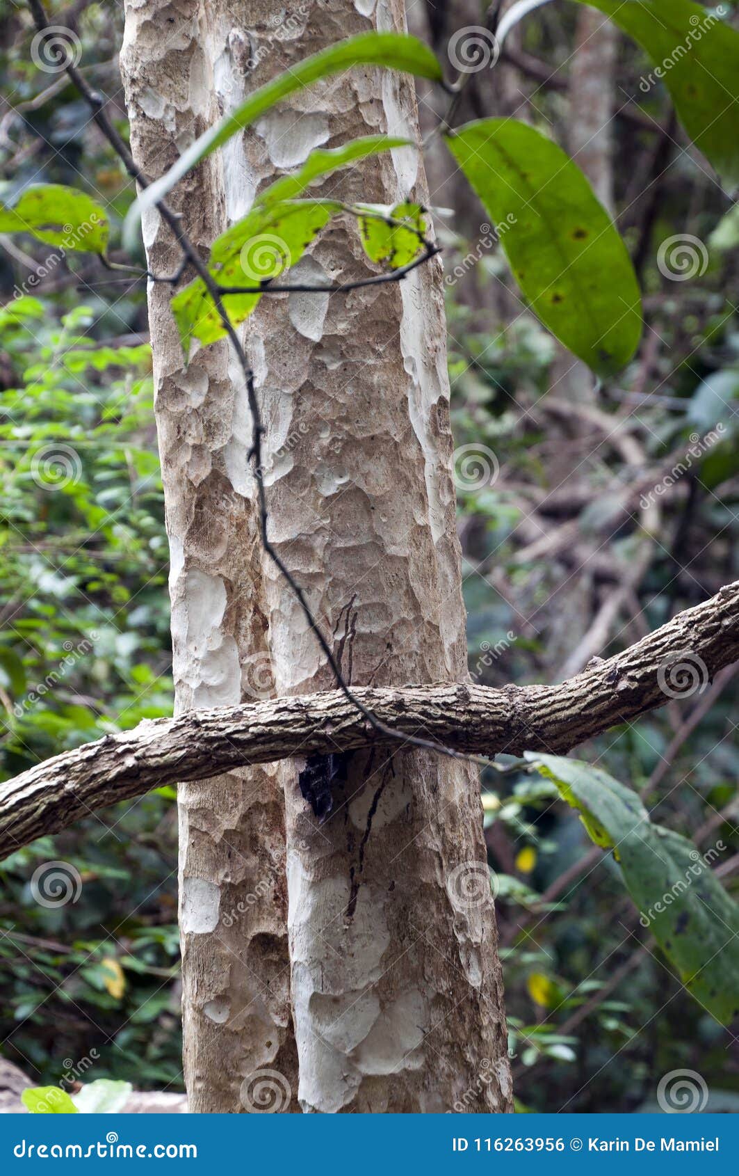 close-up chambak tree trunk and bark