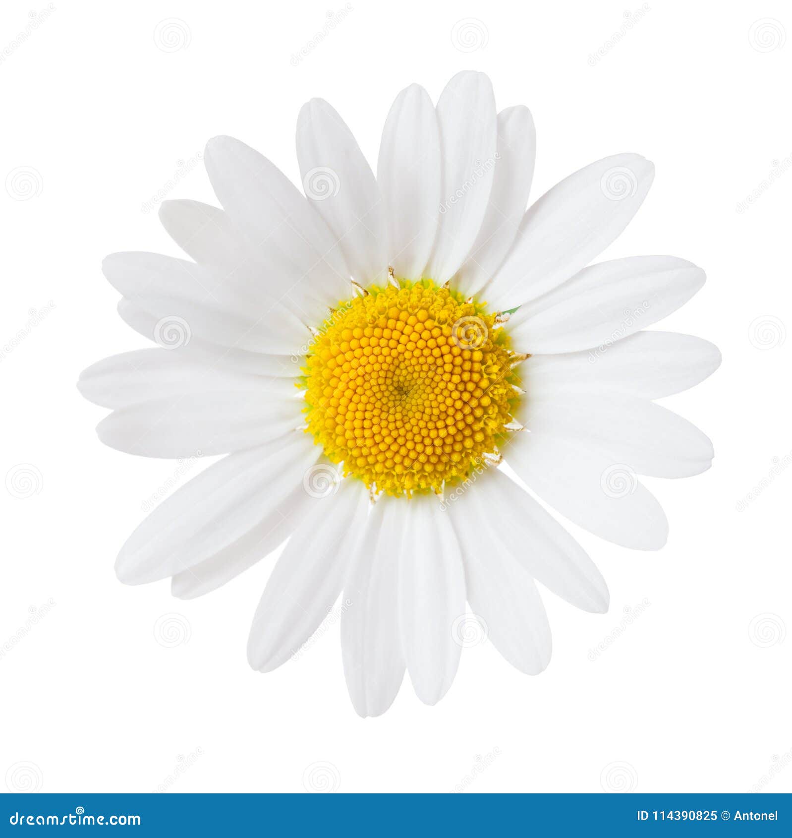 close-up of chamomile  on white background. ox-eye daisy