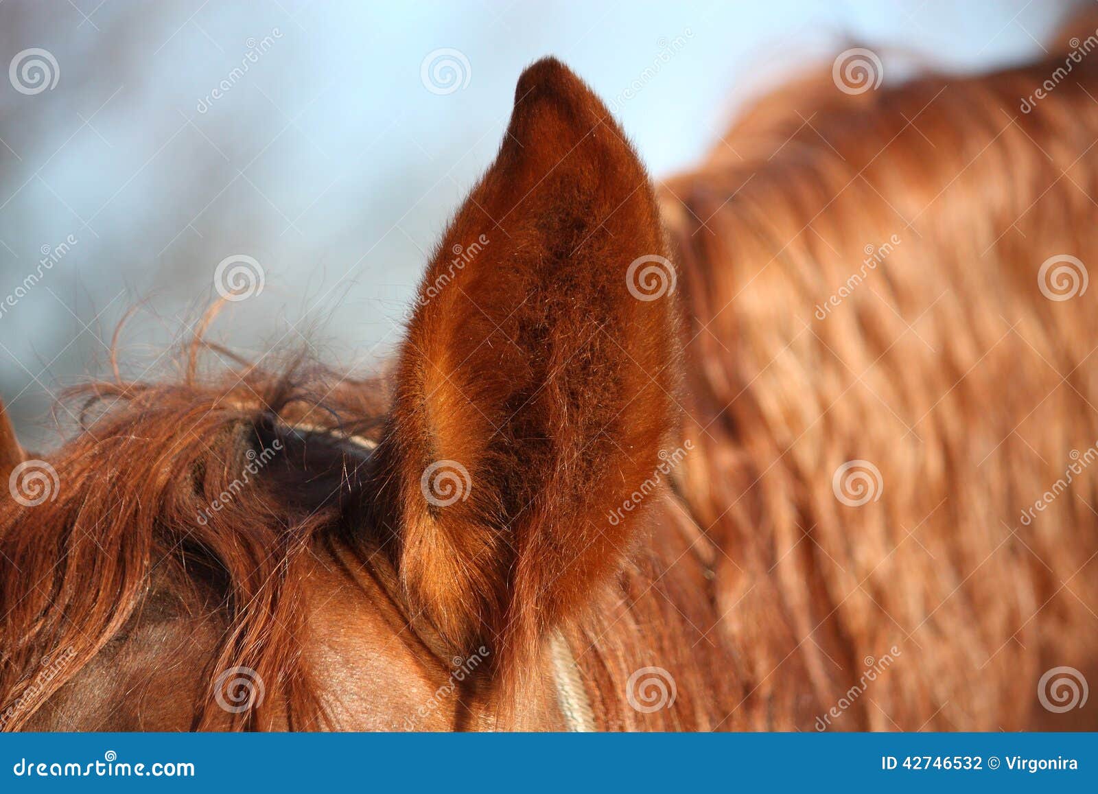 Close Up of Chectnut Horse Ear Stock Photo Image of life, animal