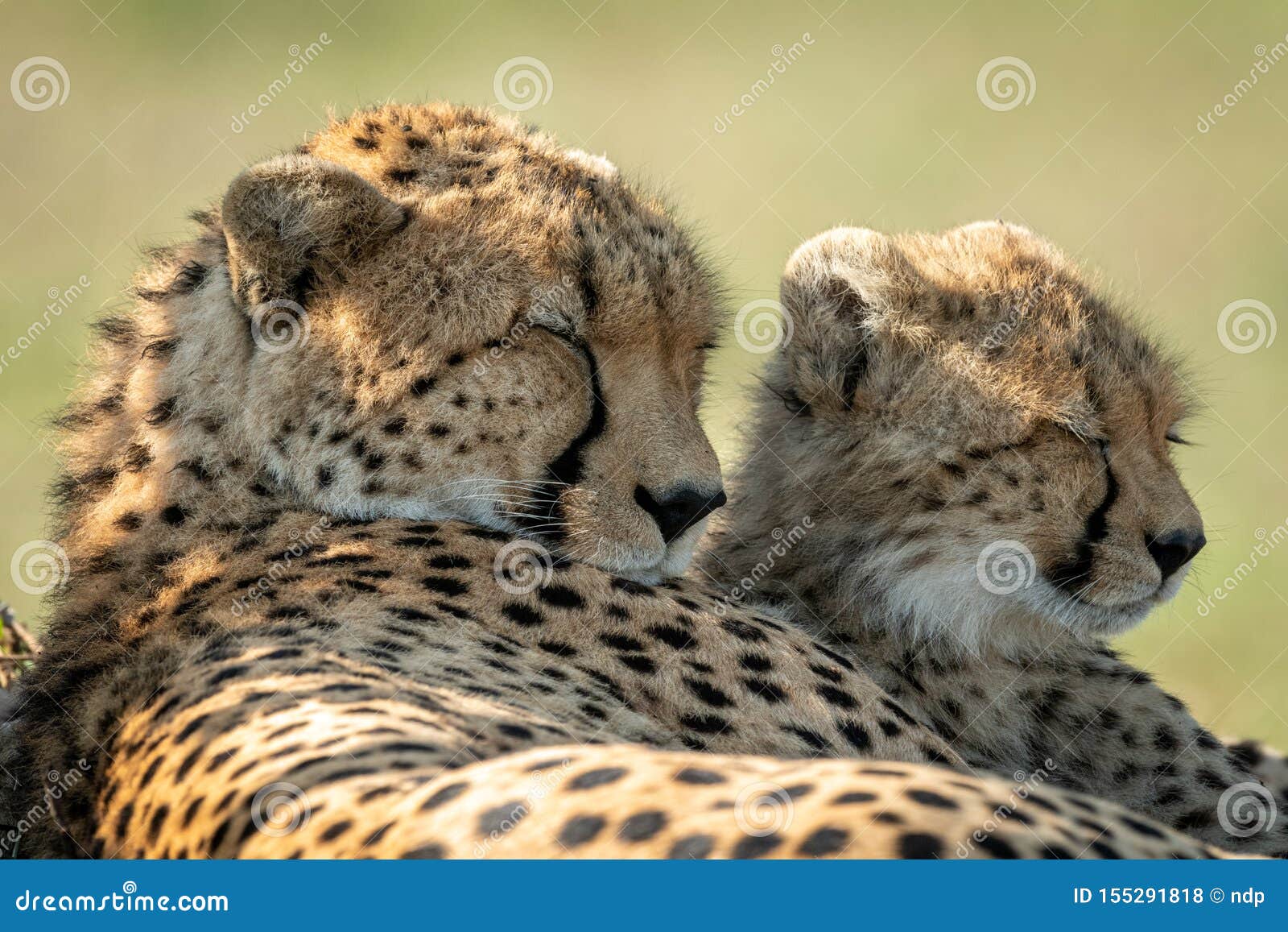 Closeup of Cheetah Lying Asleep beside Cub Stock Photo Image of