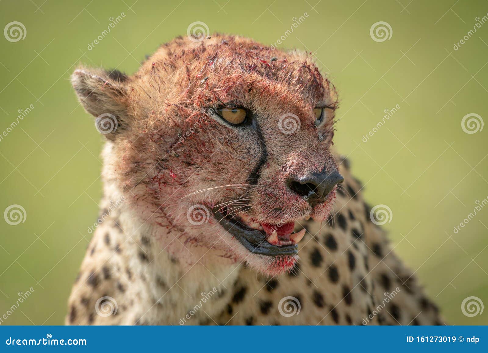 Cheetah Blood Face Stock Photos - Free & Royalty-Free Stock Photos from  Dreamstime