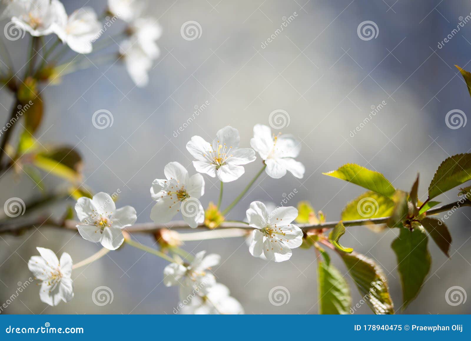 close up cherry blossom branch in spring with soft focus