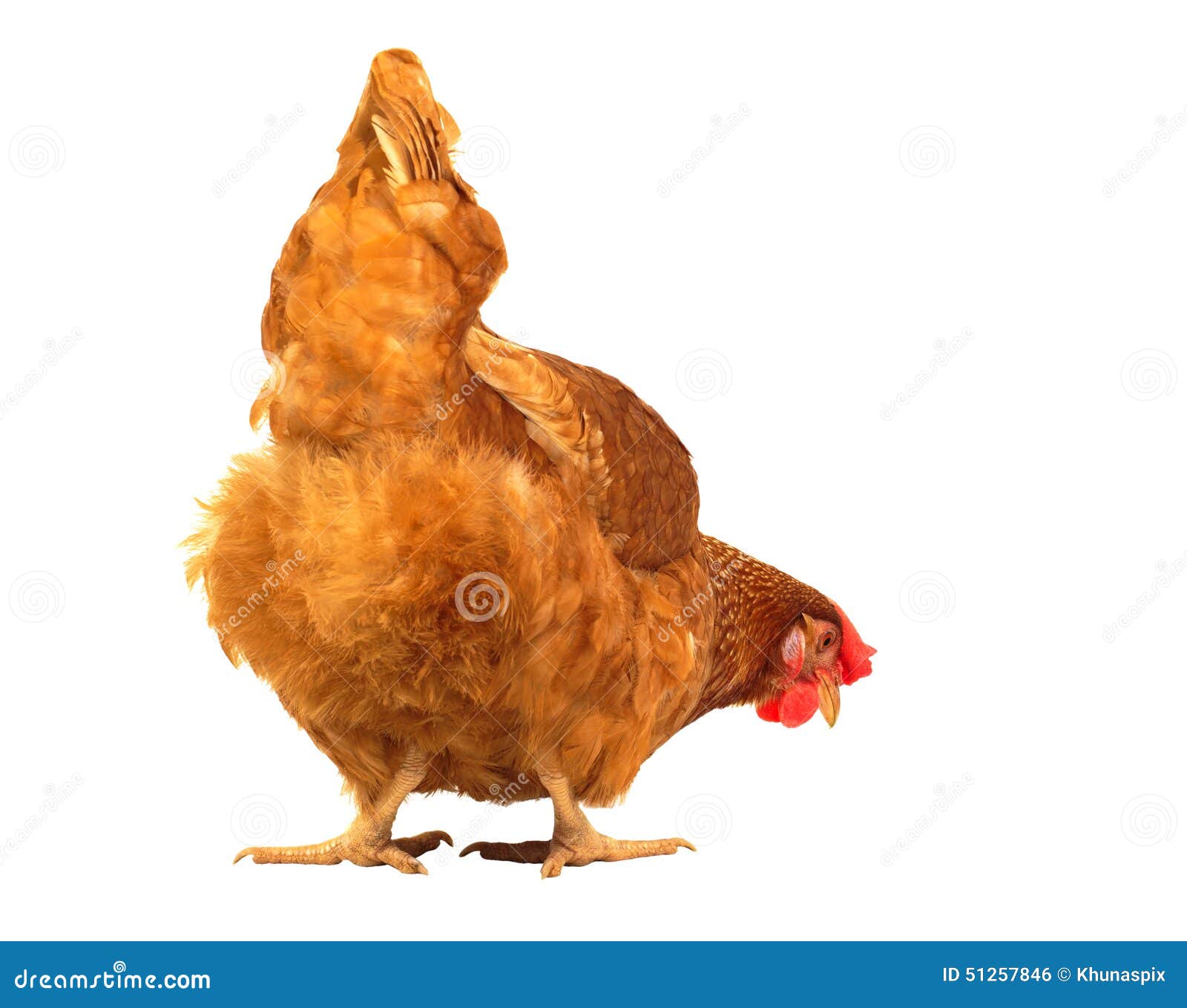Close Up Chicken Hen Eating Something Isolated White Background Stock