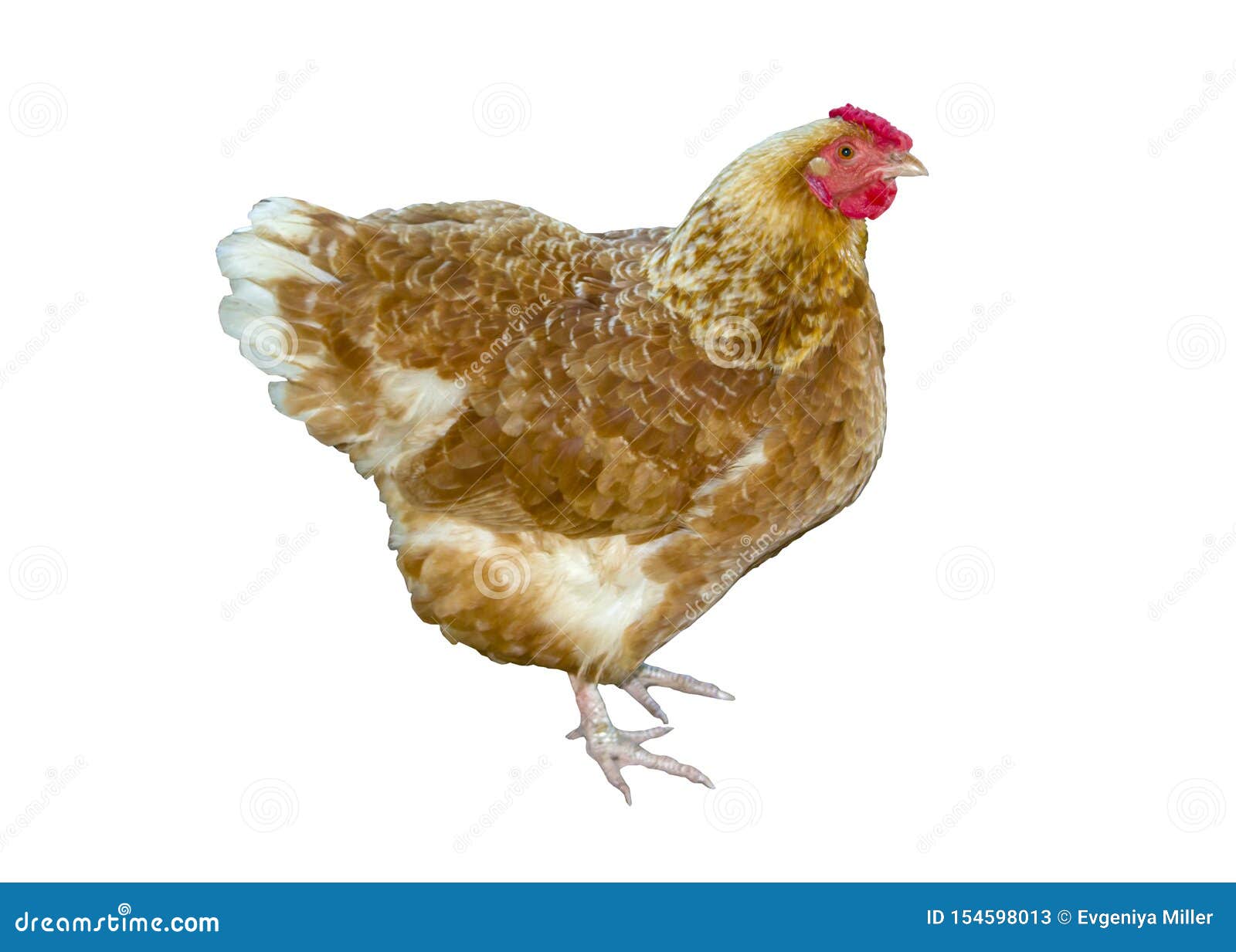 Hen Standing Chicken Isolated On White Background Stock Image - Image