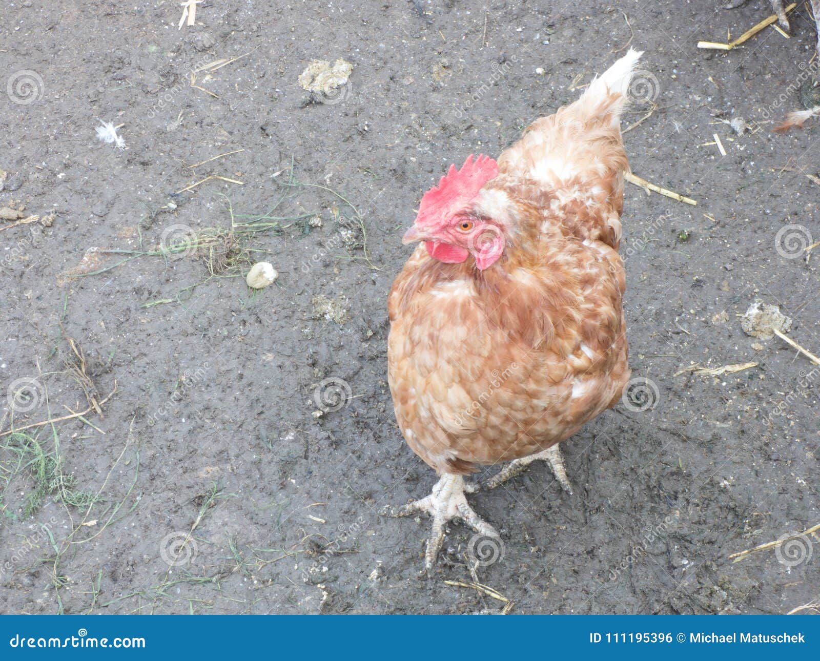 close-up of a chicken in a stall