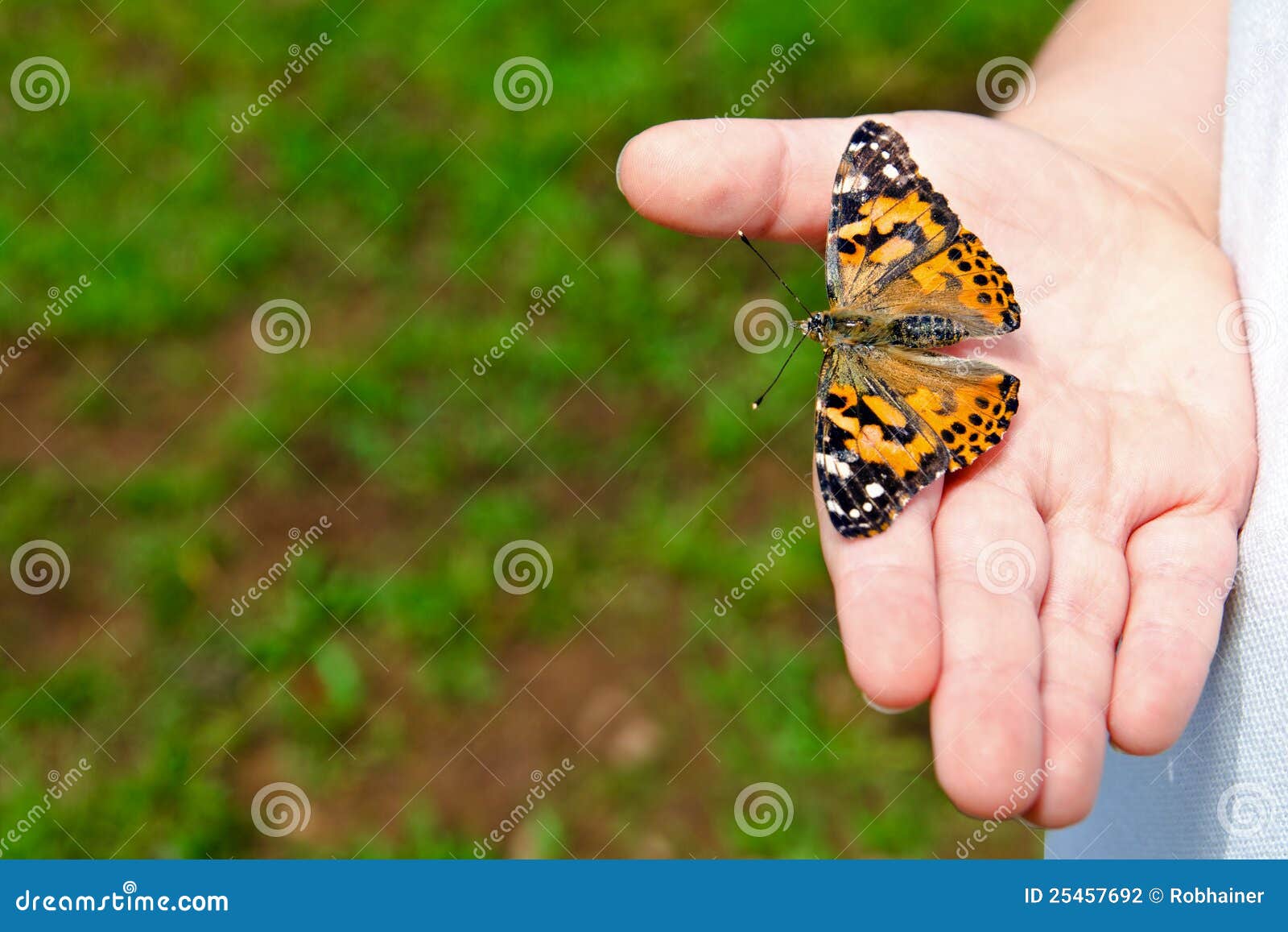 close up of child holding butterfly