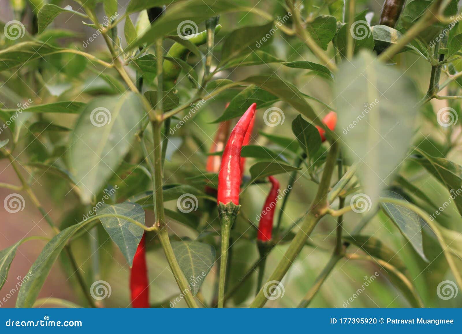 Closeup of Chili in Vegetable Garden. Stock Photo Image of fruit