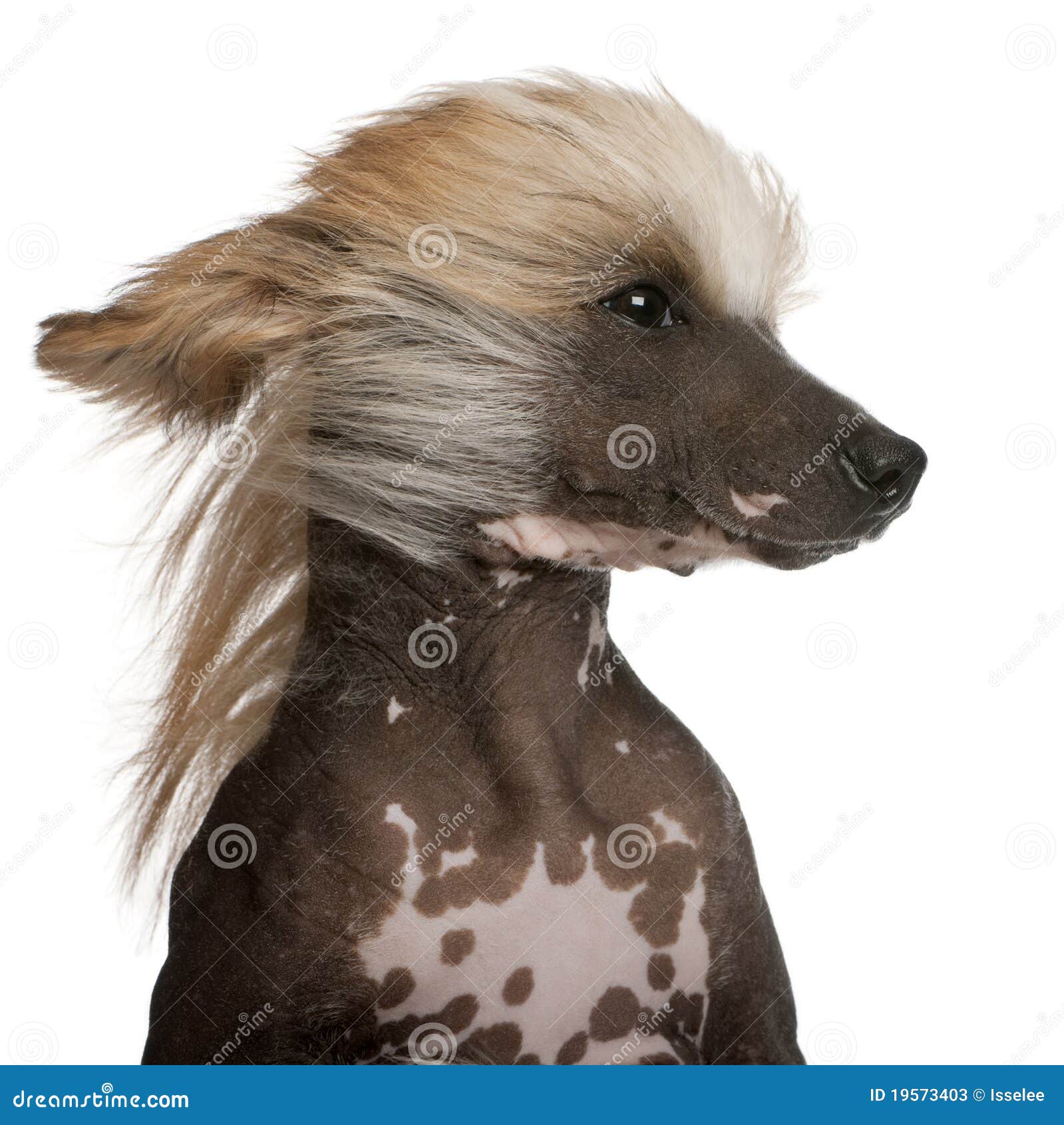 Closeup Of Chinese Crested Dog Stock Image Image of pedigree