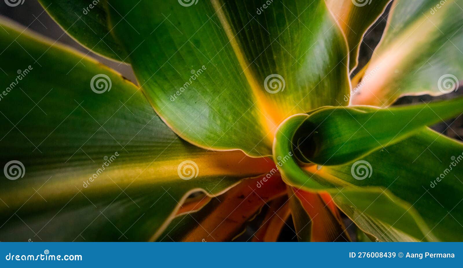 close up of chlorophytum amaniense (fire flash) showing orange to yellow stripe on leaf midrib.