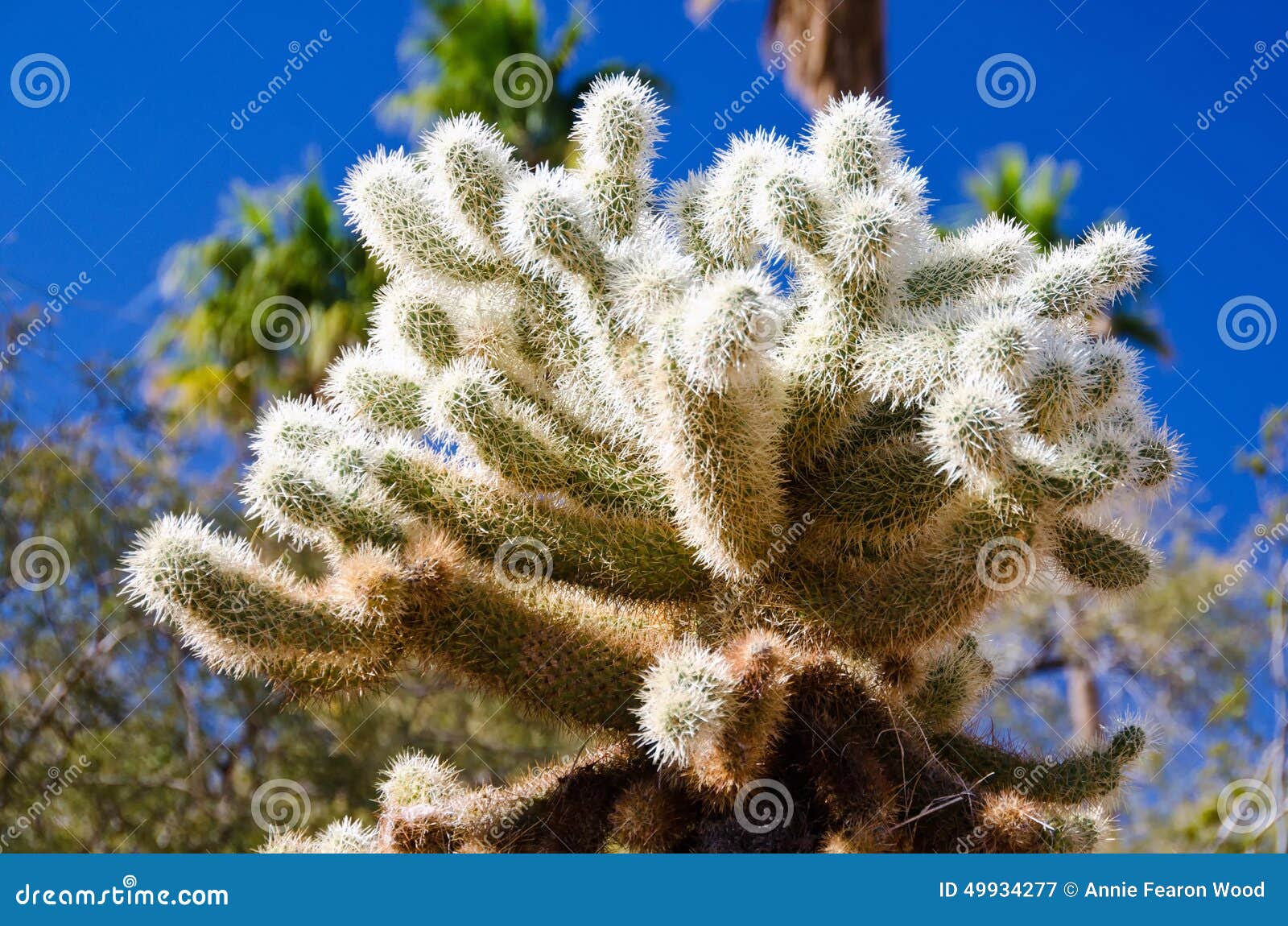 close up of a cholla cactus