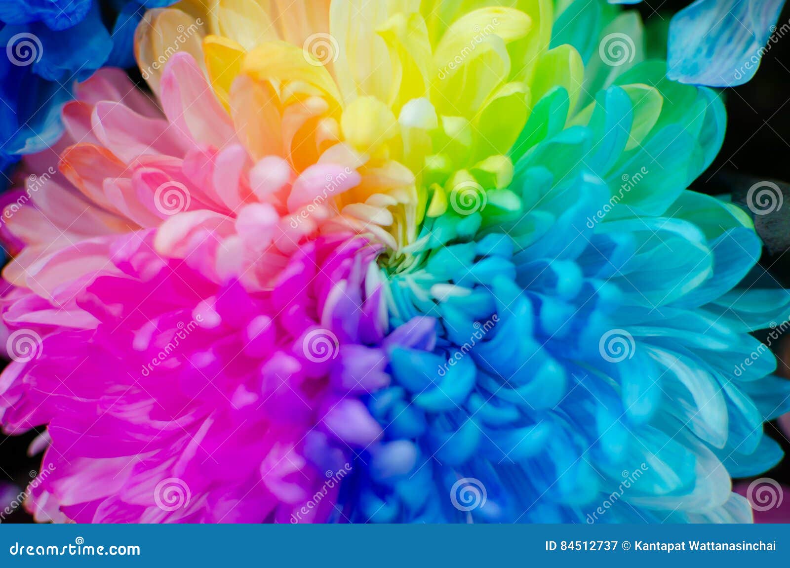 Close Up Chrysanthemum Rainbow. Stock Image Image of design, blossom