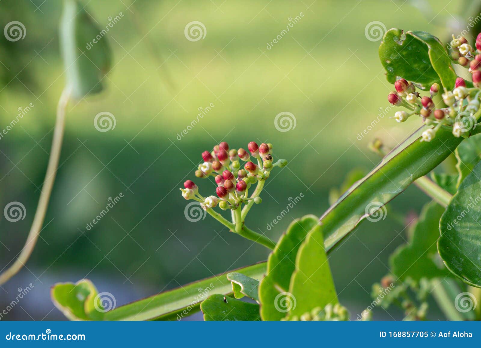 close up cissus quadrangularis herb plant.commonly known as veldt grape,devil`s backbone,adamant creeper,asthisamharaka or hadjod.