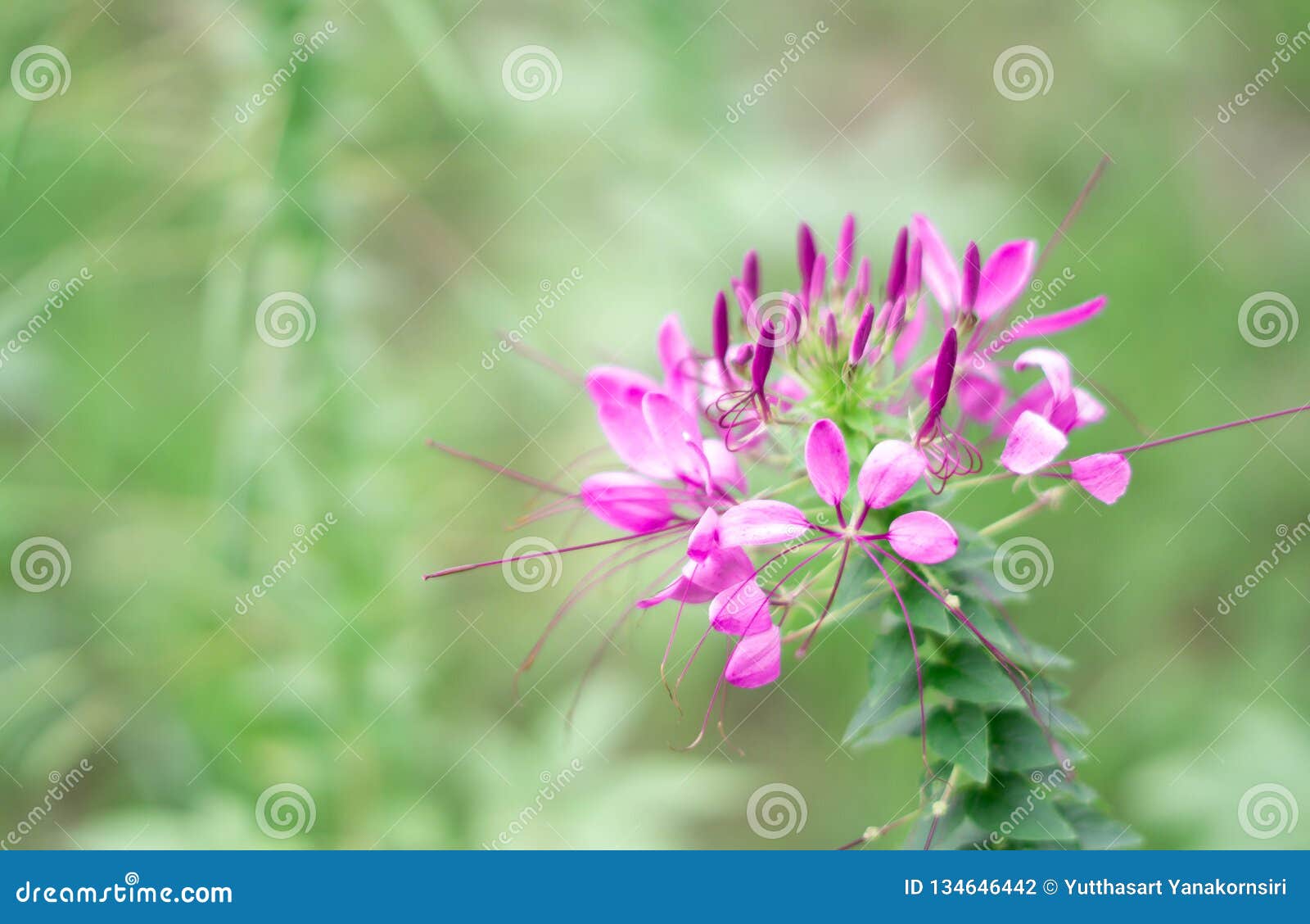 Spider Flowers Spider Weeds Cleome Spinosa Flowers And Seed Pods ...