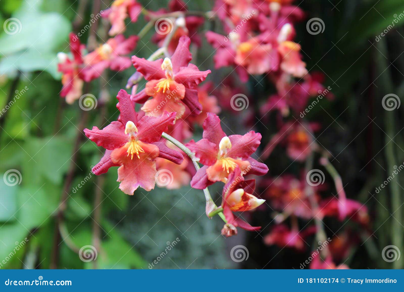Close Up Of A Branch Of Pink Oncidium Orchid Flowers Stock Photo Image Of Blooming Yellow 181102174
