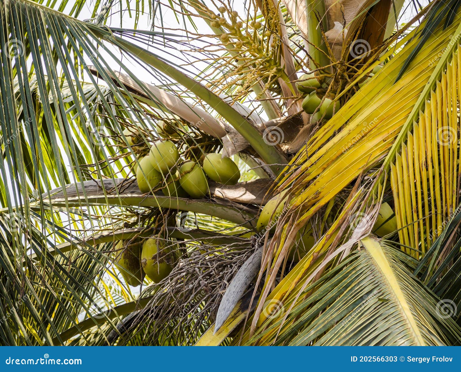 Closeup of Coconut Fruit among the Leaves of the Tree Stock Image