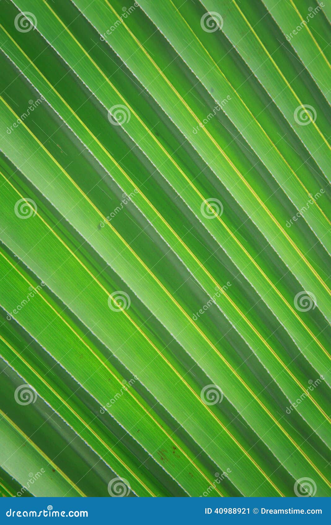 Close up coconut leaf stock image. Image of abstract - 40988921