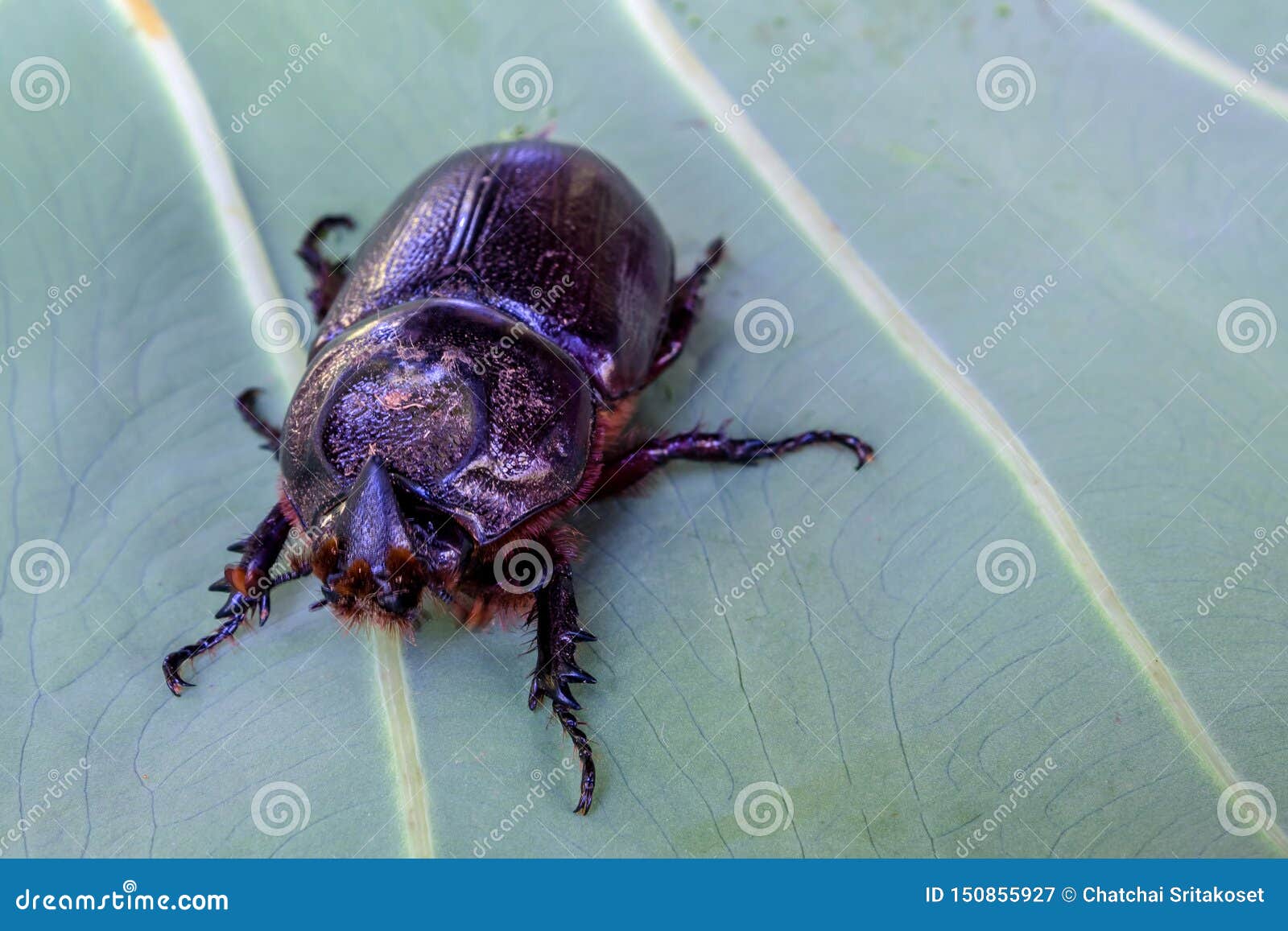 close up of coconut rhinoceros beetle on leaf