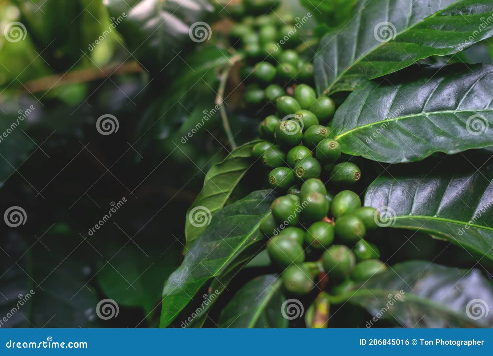 Close Up of Coffee Beans and Coffee Trees in the Coffee Garden Stock