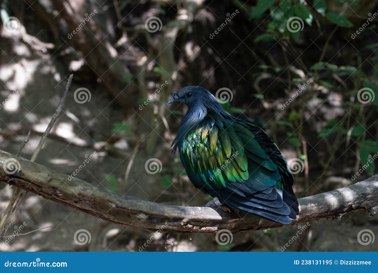 close up colorful bird,  emerald bird,  chalcophaps indica .
