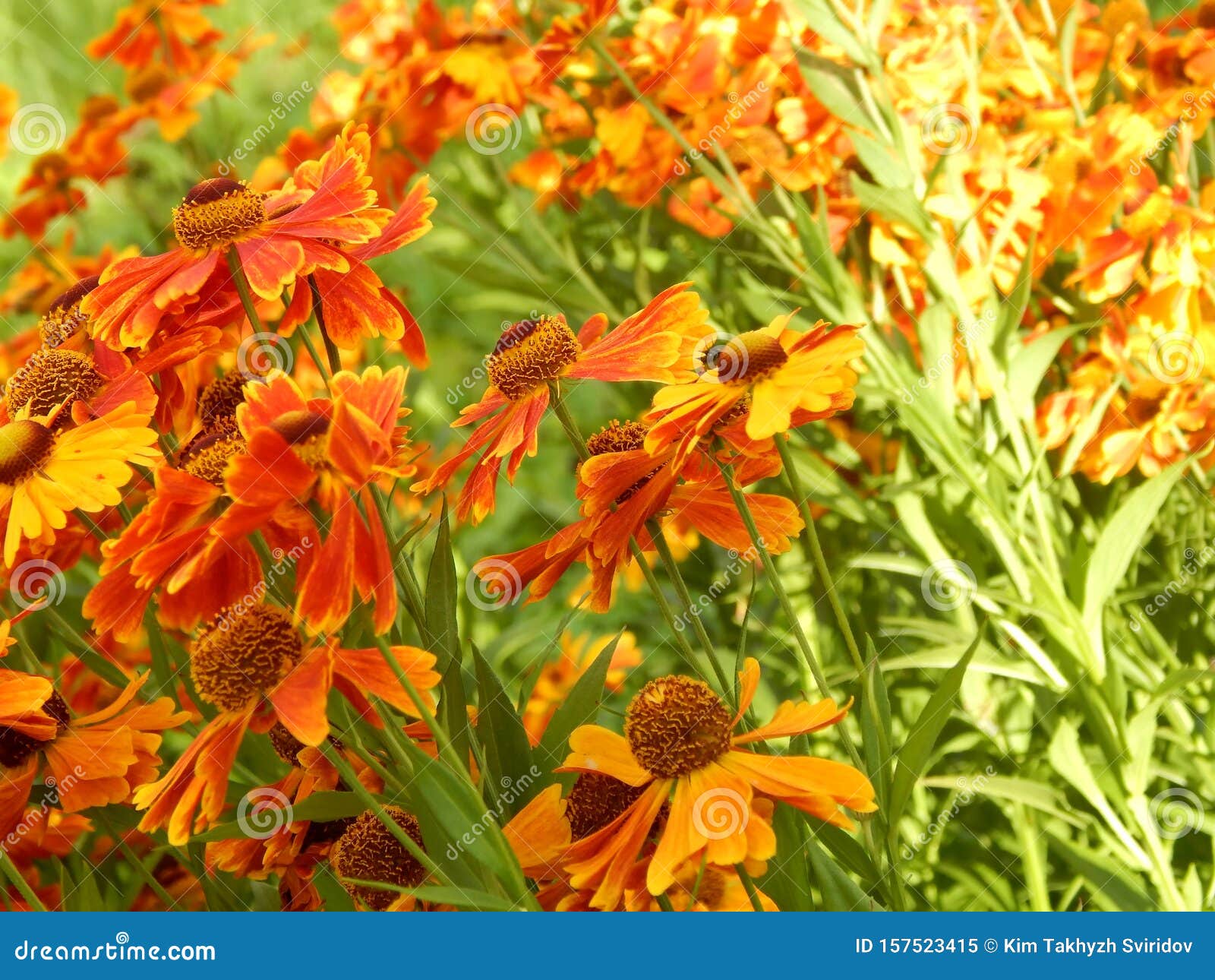 close-up colorful image of autumn aster flowers in the sun